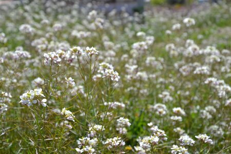 Landscape spring wild
