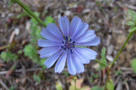 Delicate flower small flower purple flower photo