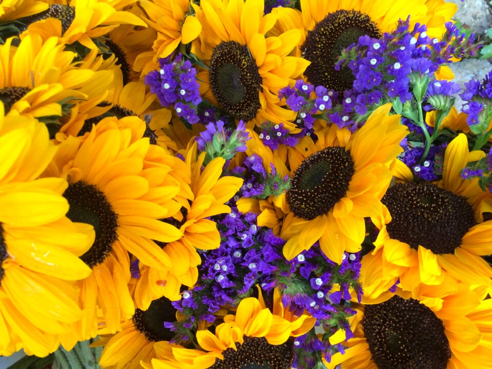 Nature summer blooming