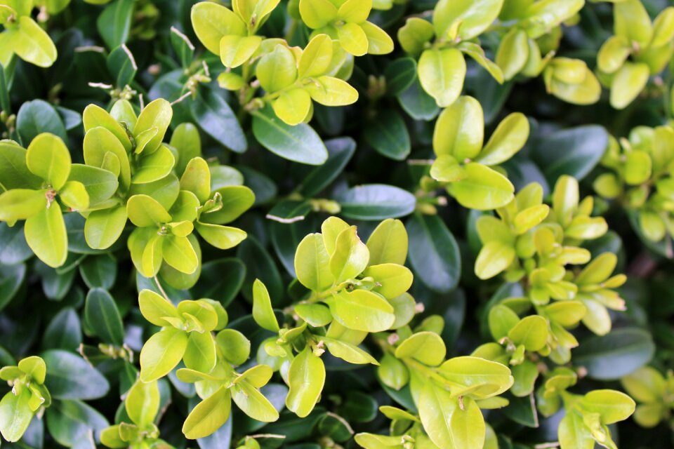 Garden green plant