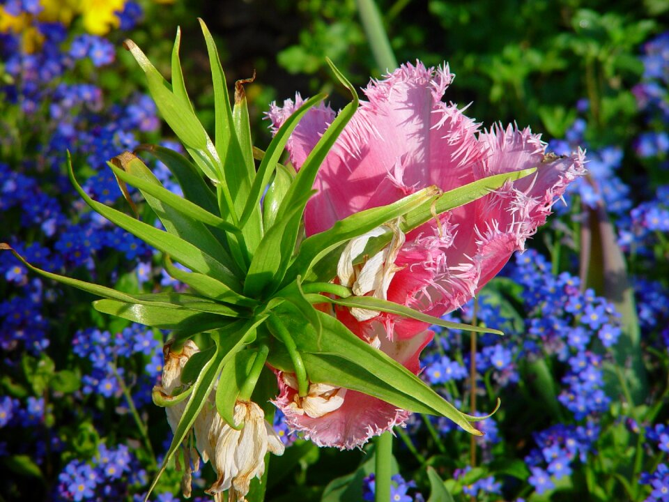 Spring nature park