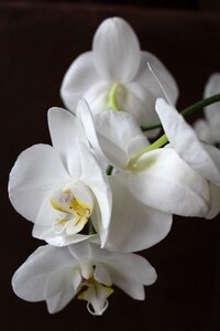 White flowers plant photo