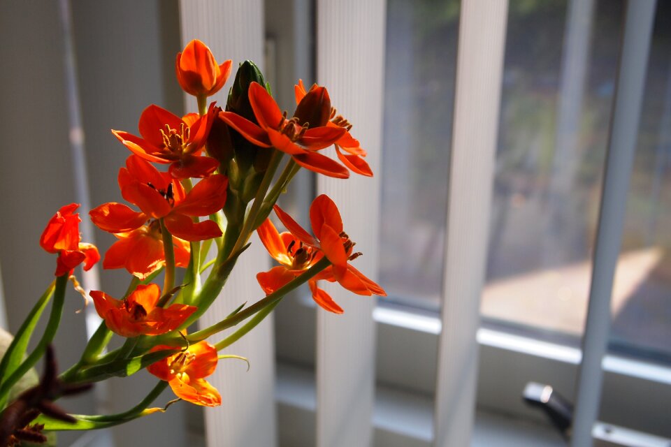 Flower vesicles bloom creative