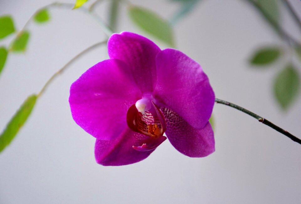 Bloom purple raspberry