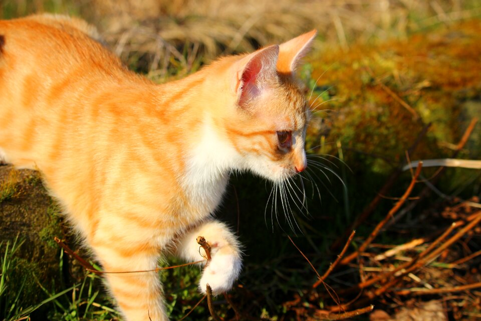 Cat baby red cat young cat