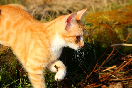 Cat baby red cat young cat