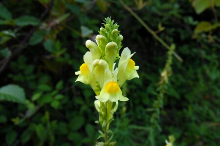 Flower nature yellow
