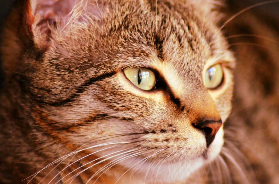 Feline cat head cat face