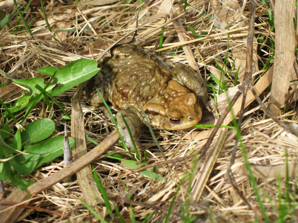 Pond wet toad
