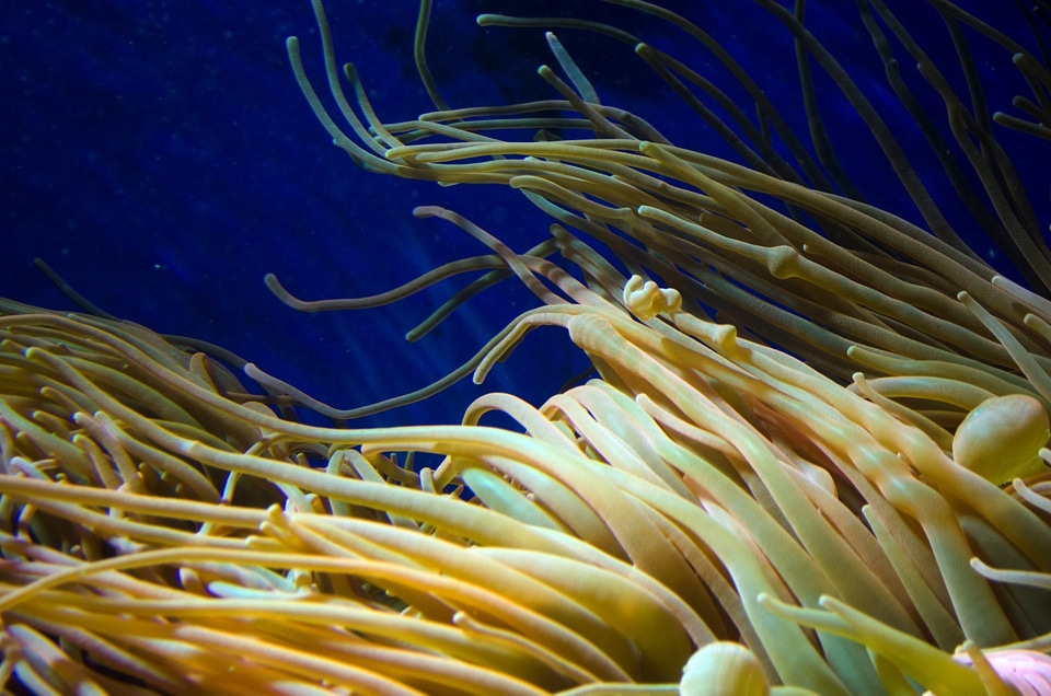 Ocean coral natural