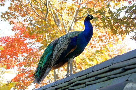 Hanok wing peacock