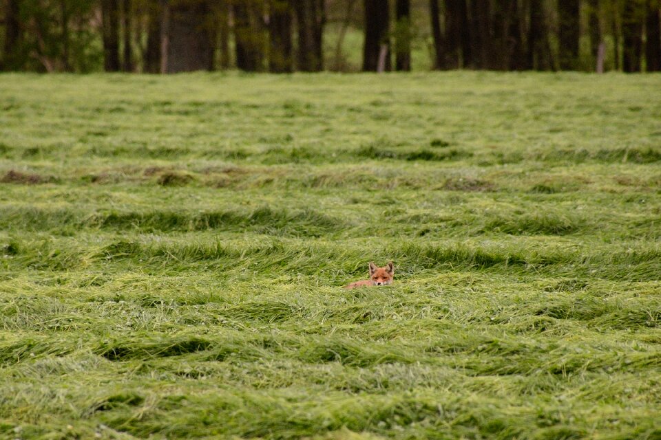 Red fox fox puppy wild dog