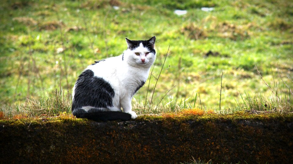Animal mieze nature