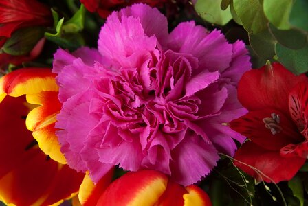 Carnation tulip bouquet photo