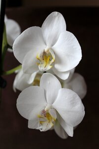 White flowers plant photo