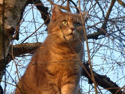 Grey cat perched tree photo