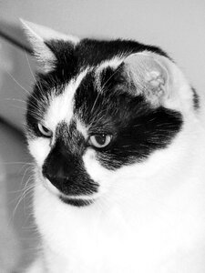 Domestic animal cat eyes pet photo