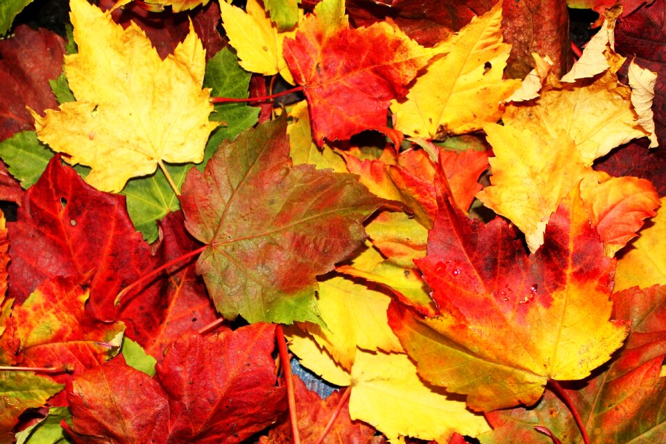 Colorful season leaves
