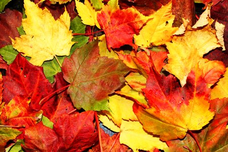 Colorful season leaves