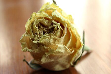 Dry flower yellow rose blur
