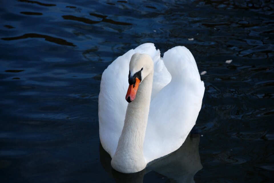 Bird water white