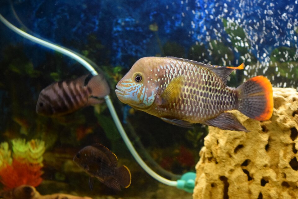 Piranha water predator