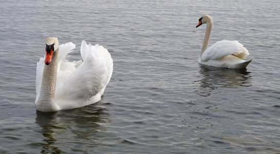 Lake waterfowl avian