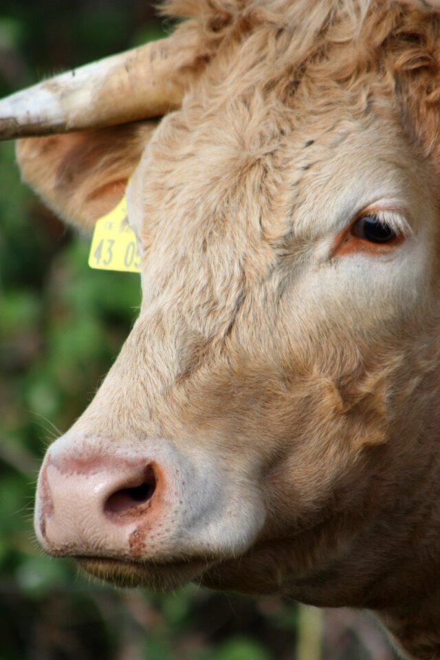 Beef agriculture ruminant