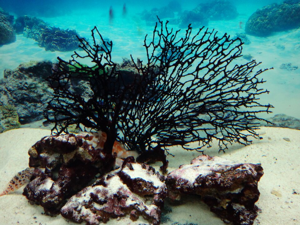 Aquarium corals sea