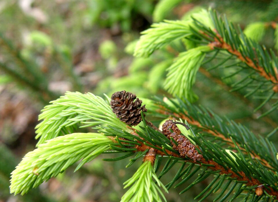 Nature green plant