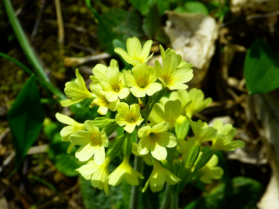 Primula vulgaris flower blossom