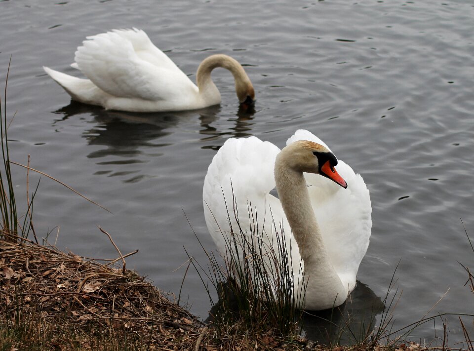 Danish water swimming birds