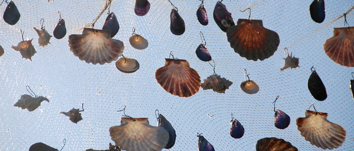Mussels web fishing net