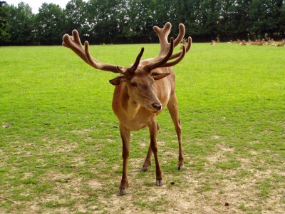 Red deer wildlife park poing