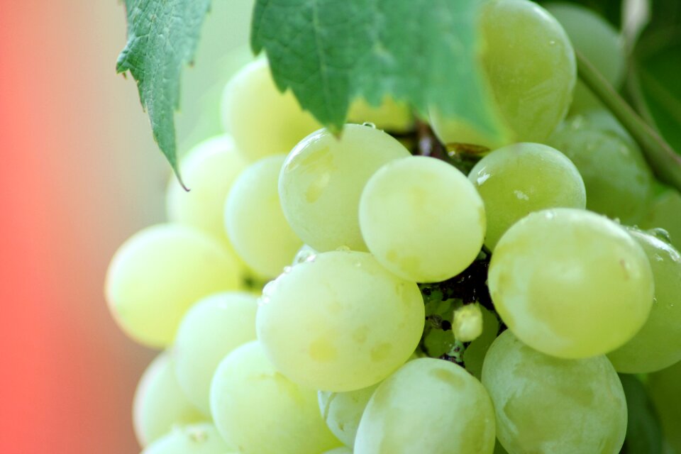 Fresh freshness fruit