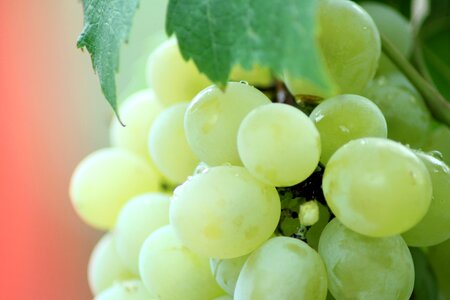 Fresh freshness fruit