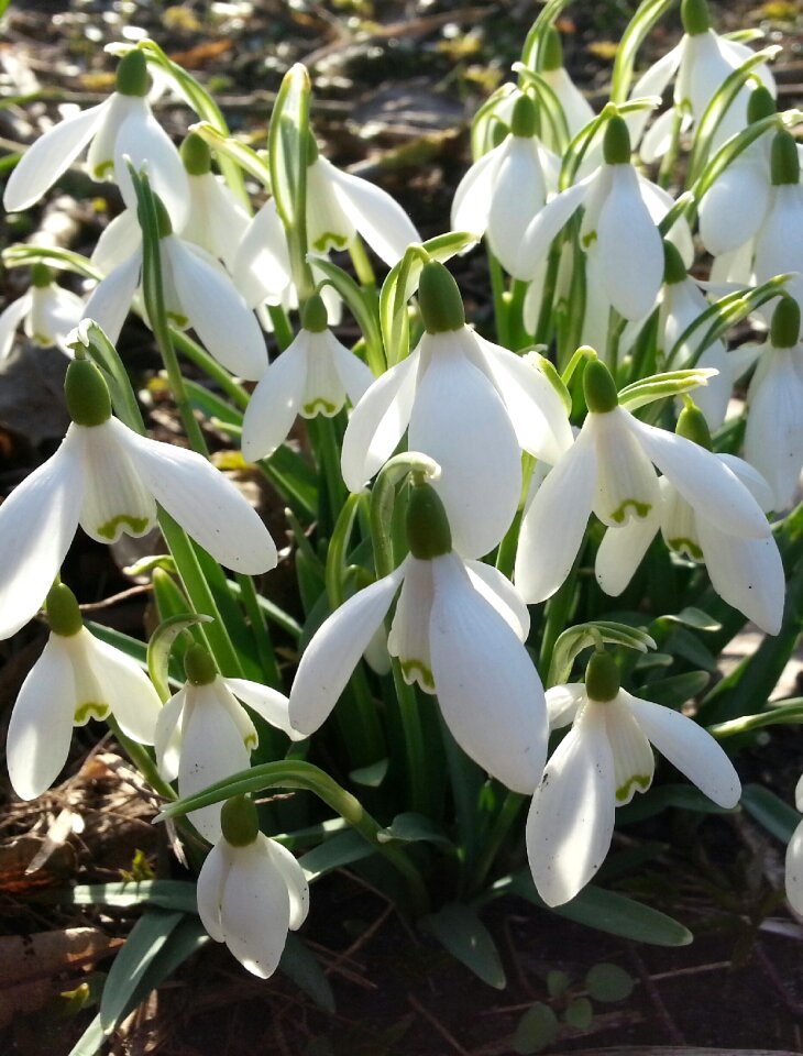 Snowdrops spring forest floor