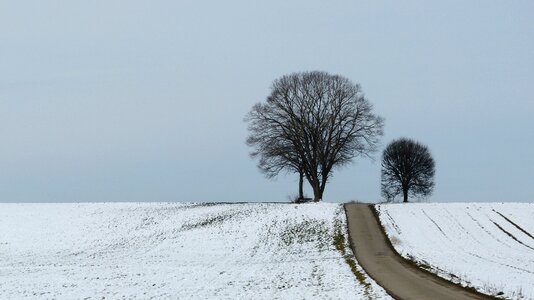 Winter trees nature mood photo