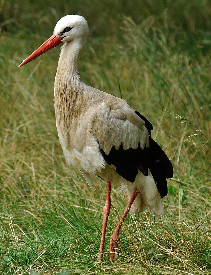 Animal wildlife nature