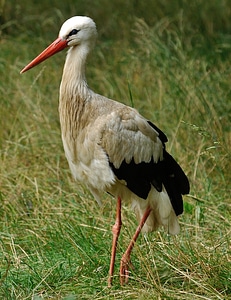 Animal wildlife nature