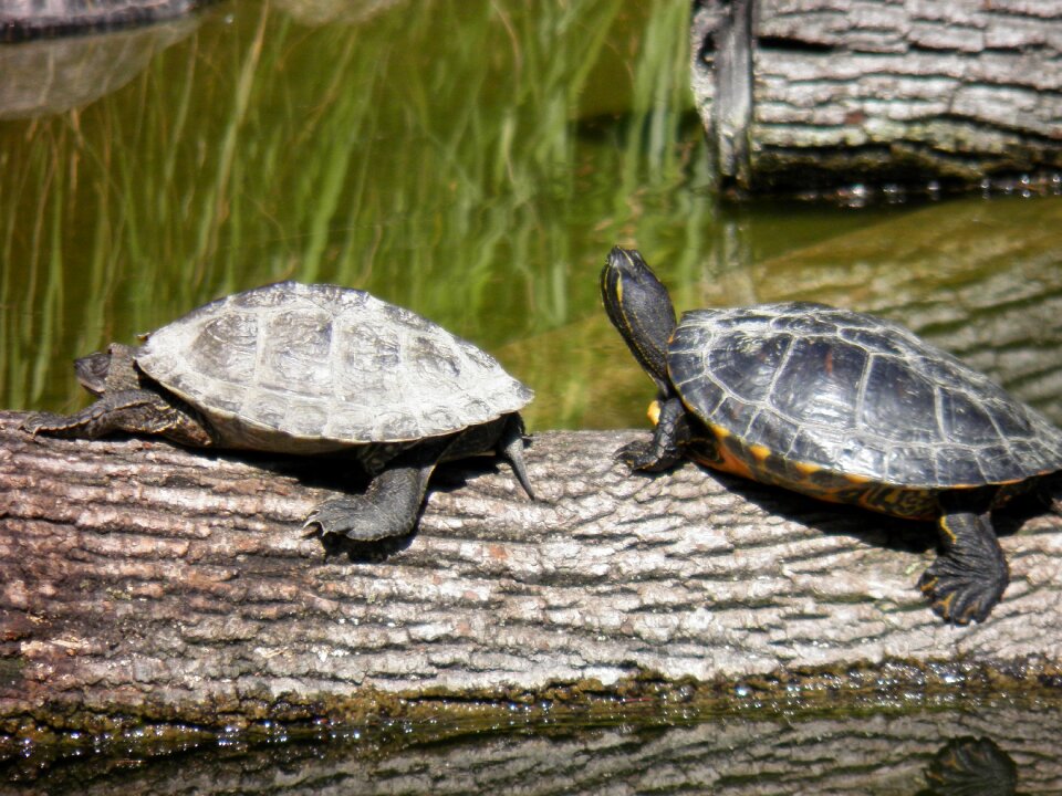 Couple zoo lyon