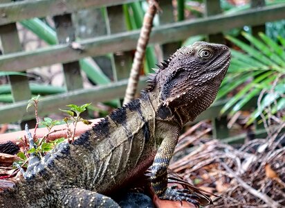 Wildlife australia animal