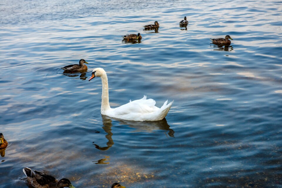 Nature animal world bird