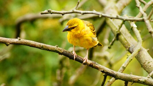 Beak branches flight