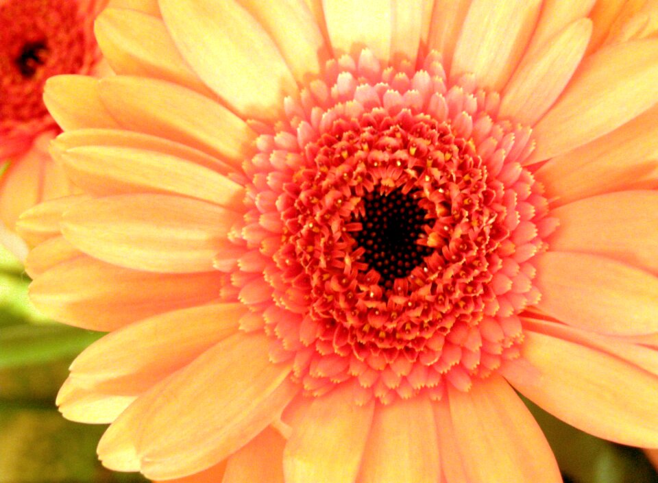 Red flower macro photo