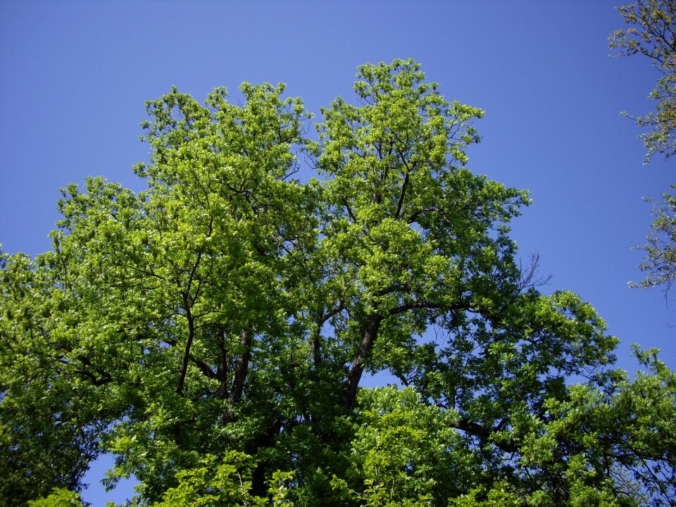 Sky environment