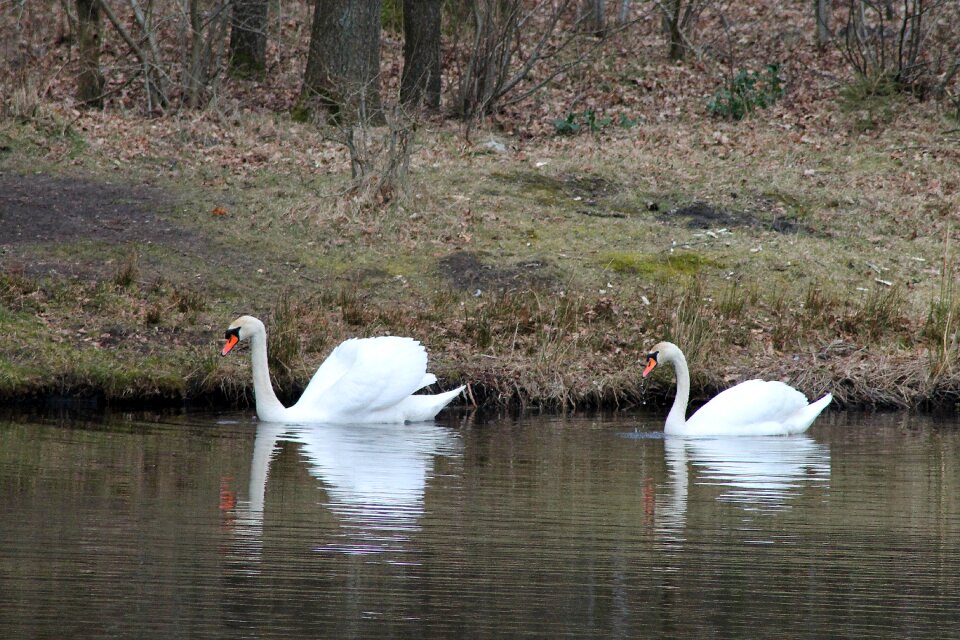 Swimming birds national bird family