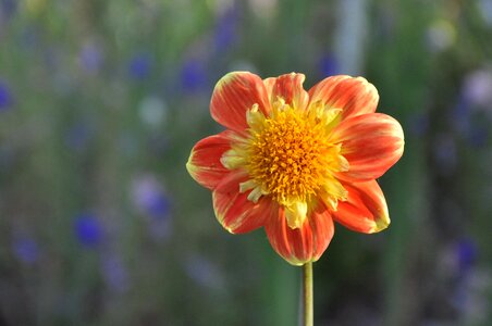 Flower dahlia summer