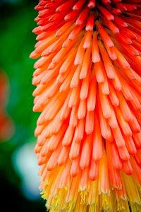 Asphodelaceae ornamental plant blossom