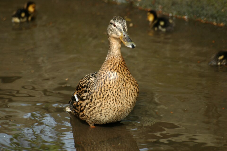 Wildlife nature bird